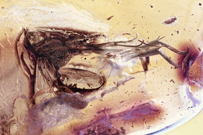 Fossil Parasitoid (Nightshade) Wasp & Thrip Nymph In Baltic Amber #346589